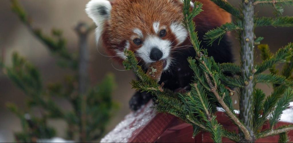 Подарок животным: хвою новогодней ели с Соборной площади доставили в Московский зоопарк