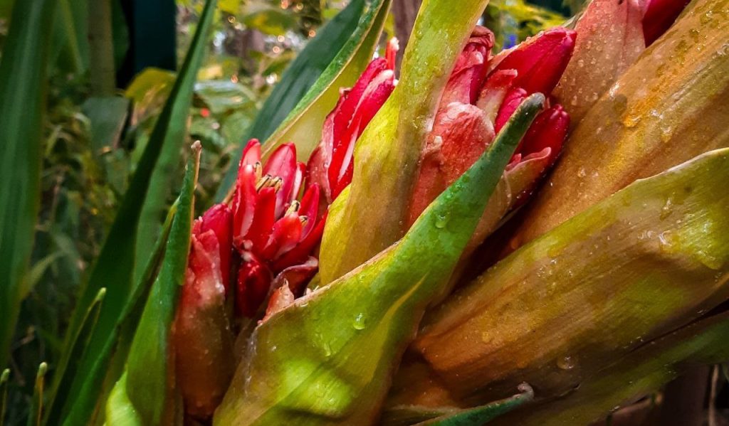 Уникальный Дориантес Пальмера: гигантская копьевидная лилия впервые за 300 лет расцвела в Ботаническом саду МГУ