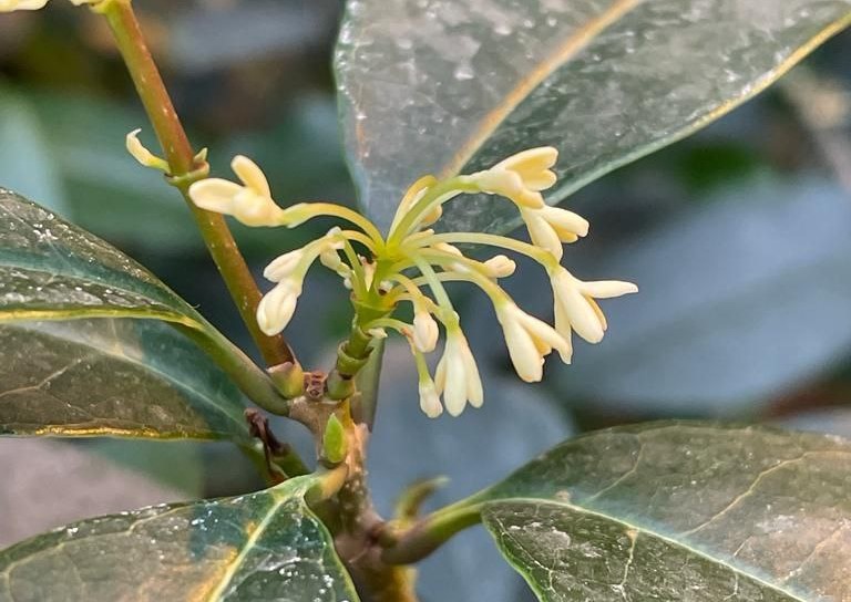 Душистоцвет ароматный: растение с необыкновенным запахом зацвело в Ботаническом саду МГУ