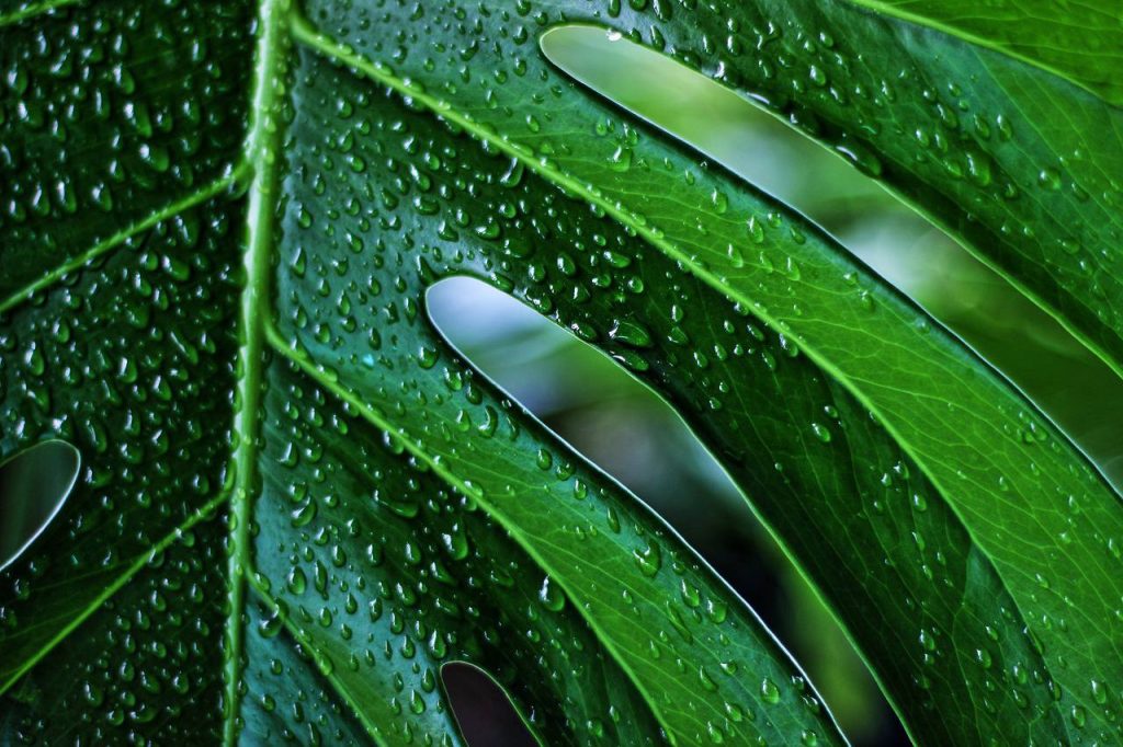 Рассеченные листья и воздушные корни: монстера лакомая расцвела в Ботаническом саду МГУ