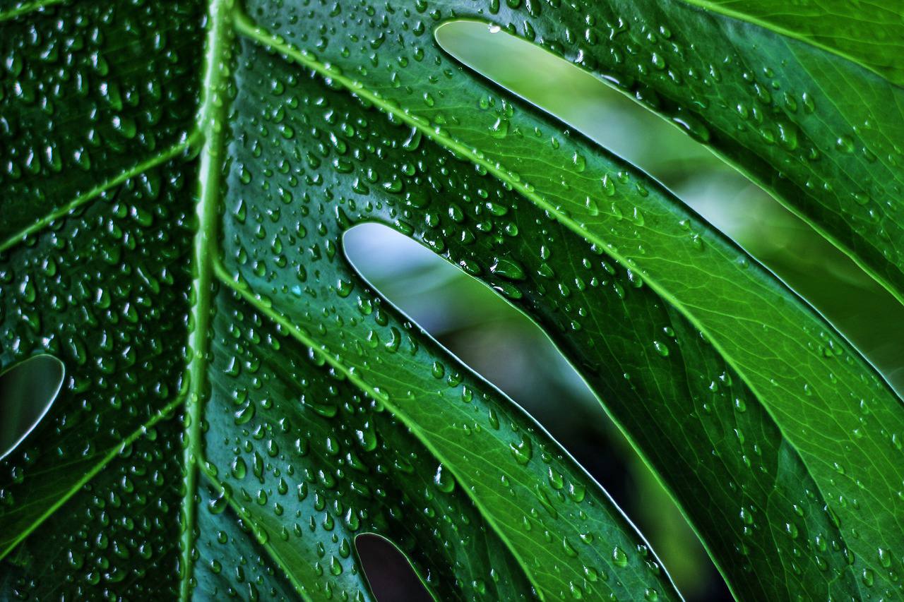 Округлые рассеченные листья монстеры впечатляют размерами. Фото: pixabay.com