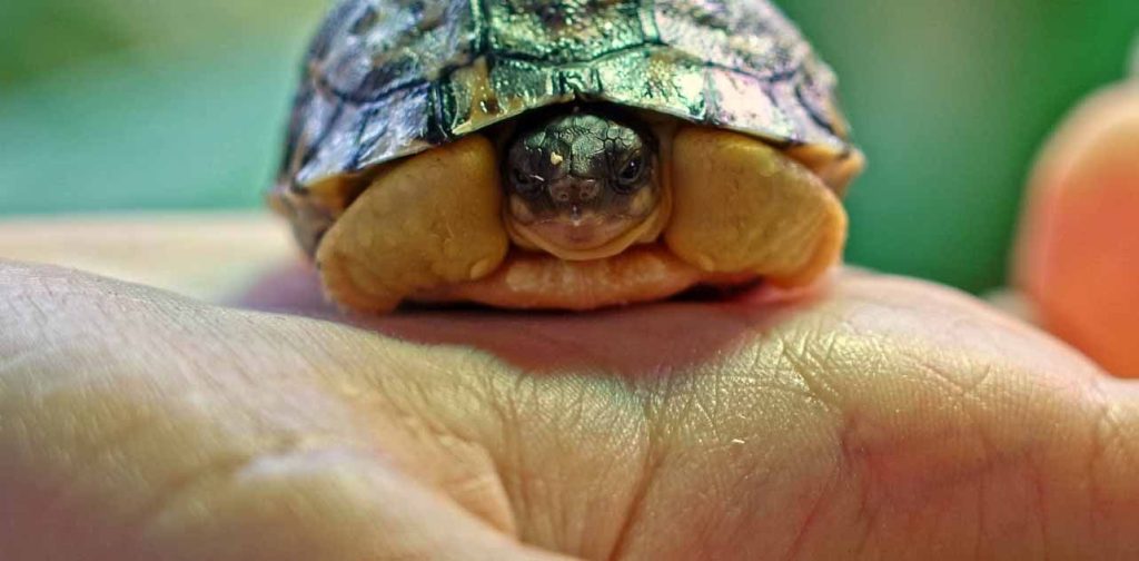 От лучистой черепахи до гвинейского турако: более 11 тысяч животных появилось на свет в Московском зоопарке с 2014 года