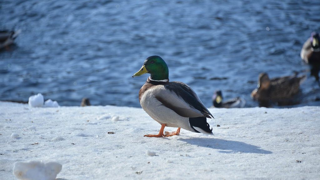 Орнитологи посчитали водоплавающих птиц в Парке Горького