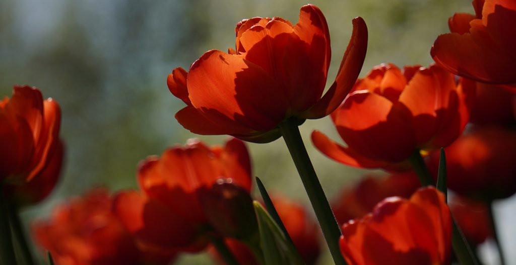 Репетиция весны: жители и гости Москвы увидят тысячи тюльпанов в Ботаническом саду МГУ