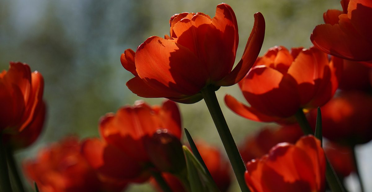 Десять тысяч растений зацветут на два месяца раньше природного срока, чтобы порадовать горожан к началу весны. Фото: Анатолий Цымбалюк, «Вечерняя Москва»