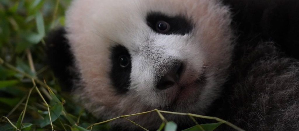 Умеет кувыркаться и держать в лапах бамбук: москвичам рассказали о жизни подросшей панды Катюши