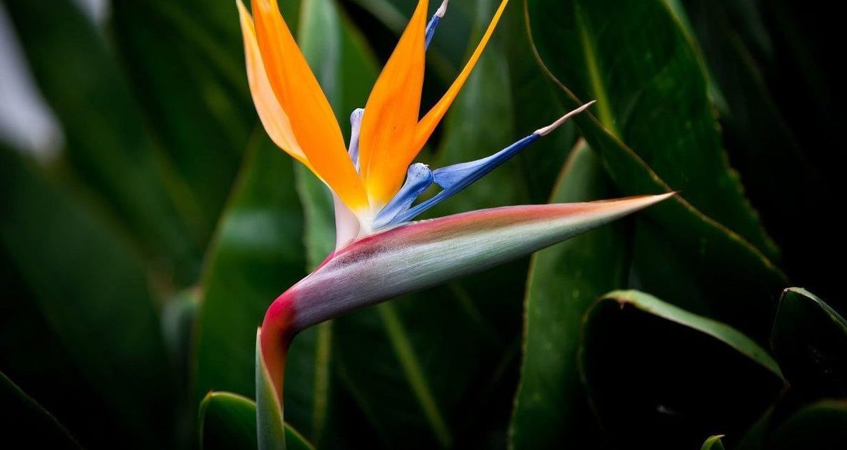 Это растение родом из Южной Африки похоже на экзотическую пташку — райских птиц. Фото: Telegram-канал «Аптекарского огорода»