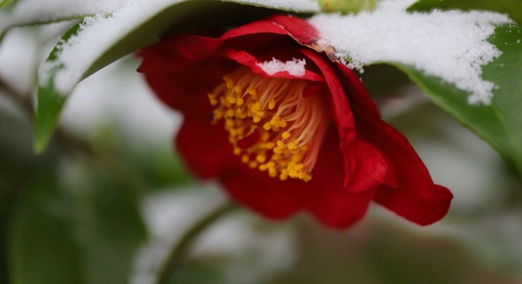Азалии, магнолии и камелии: открытие выставки «Зимний цветок» пройдет в Ботаническом саду МГУ