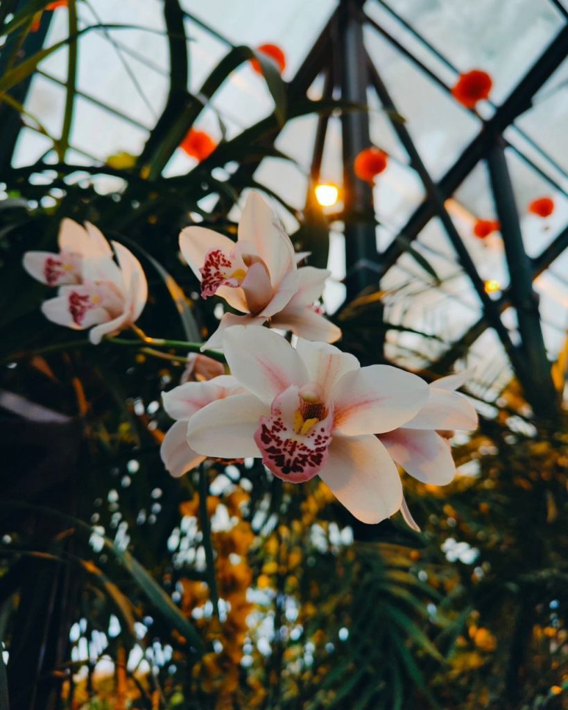 Редчайшее растение: жителей пригласили полюбоваться цветением лилии в Ботаническом саду МГУ