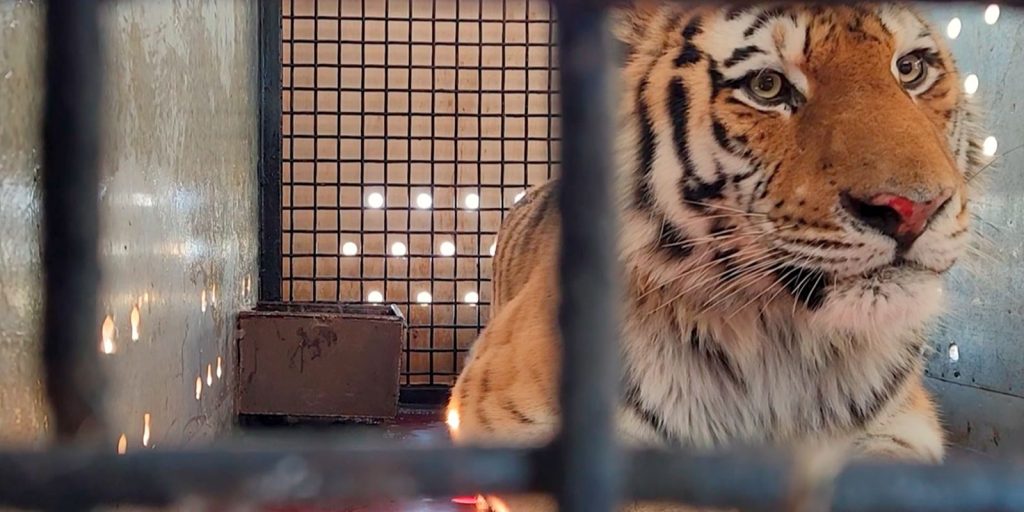 Орион, Амур и Восток: пользователи портала «Активный гражданин» выберут имя тигру из Московского зоопарка