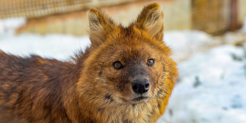 ОЭЗ «Технополис Москва» взяла опекунство над горным волком из Московского зоопарка