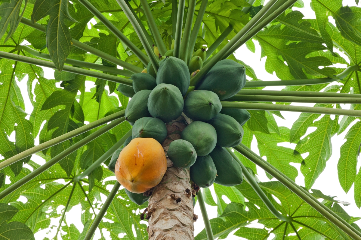 Всего в Ботаническом саду МГУ растет пять экземпляров дынного дерева — Carica papaya. Фото: предоставила Ольга Архипова, PR-директор «Аптекарского огорода»