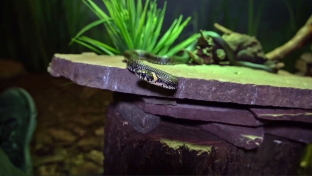 Ужи обыкновенные: змеята появились на свет в Московском зоопарке