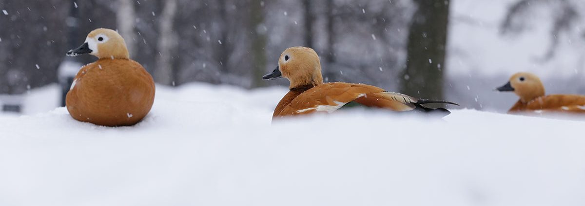 Огари занимают второе место по численности среди птиц, зимующих в Москве. Фото: Анатолий Цымбалюк, «Вечерняя Москва»