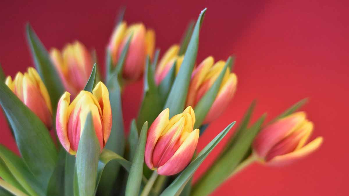 В праздничный день московский транспорт подарит более 25,5 тысячи цветов — тюльпанов и роз. Фото: pixabay.com