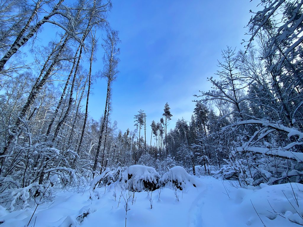 Жители Москвы узнали о правильном поведении при встрече с лесными обитателями