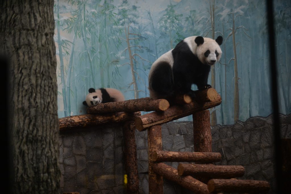 Малышка-панда Катюша впервые показалась широкой публике в Московском зоопарке