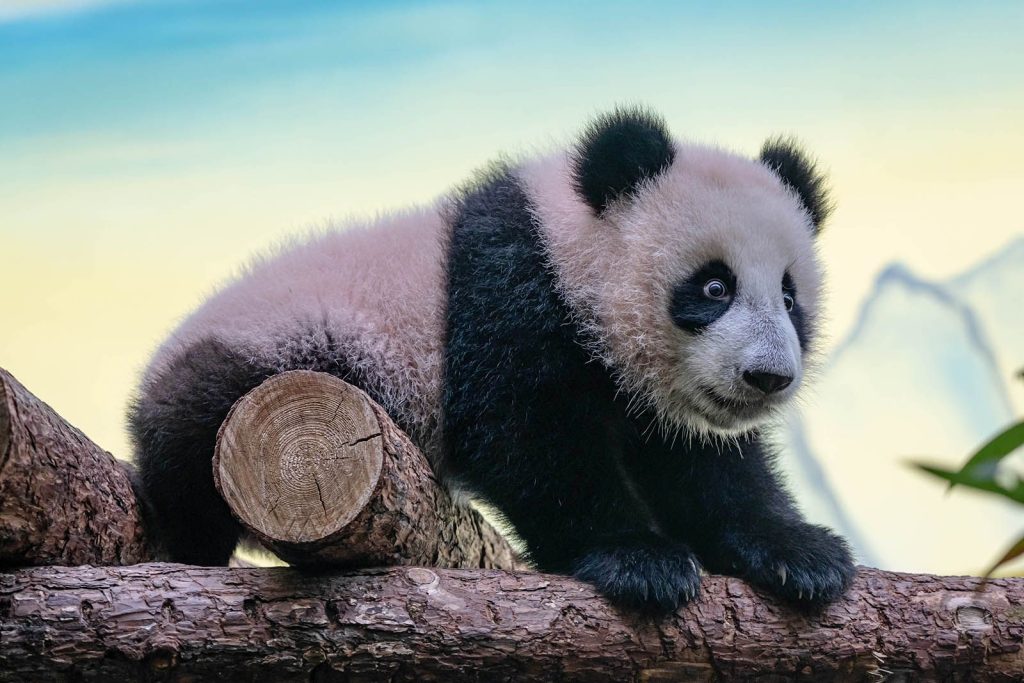 Более 40 тысяч человек увидели вышедшую в открытый вольер панду Катюшу