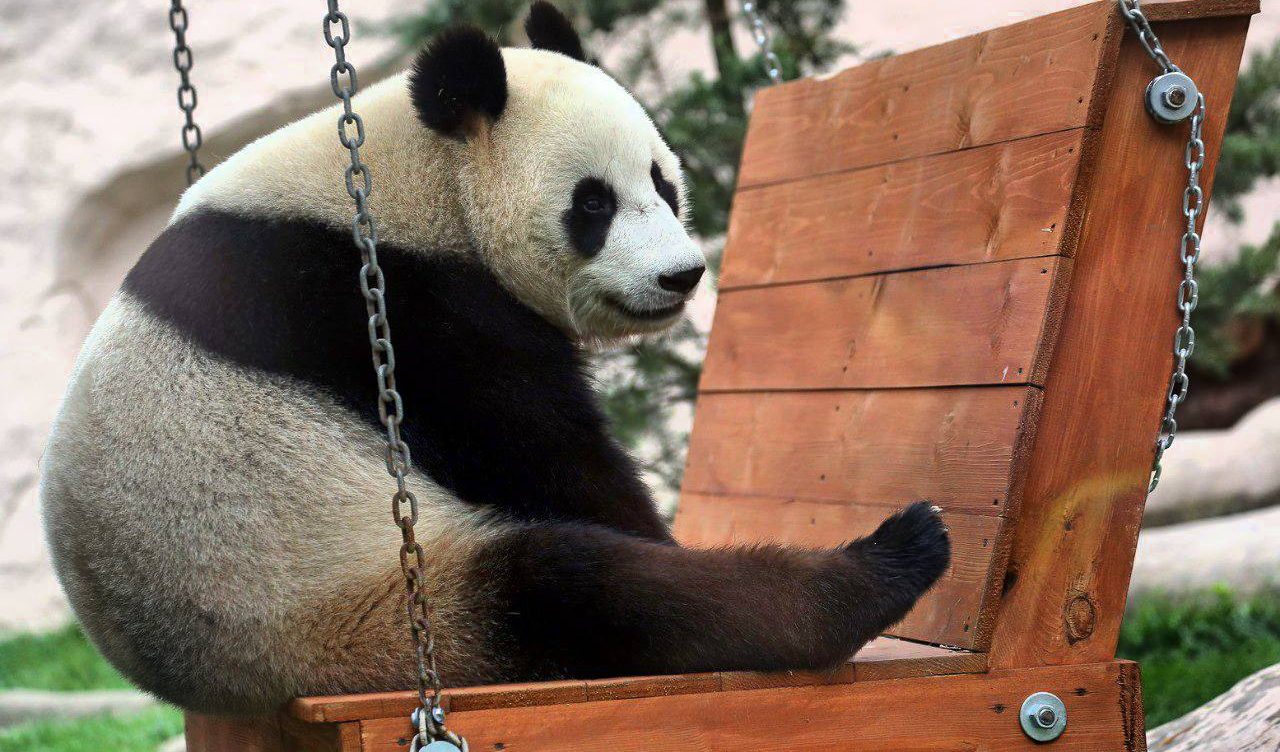 Сегодня в Московском зоопарке проживает три панды — Жуи, Диндин и Катюша. Фото: Telegram-канал Московского зоопарка