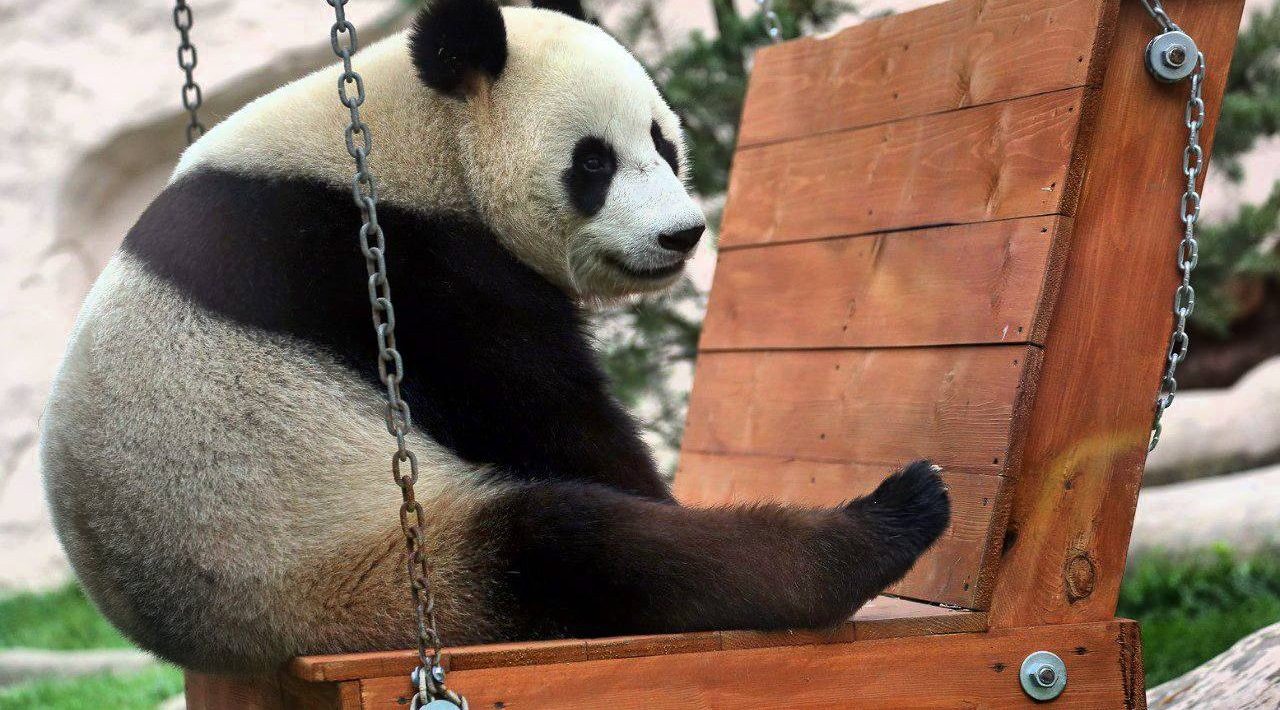Сегодня в Московском зоопарке проживает три панды — Жуи, Диндин и Катюша. Фото: Telegram-канал Московского зоопарка