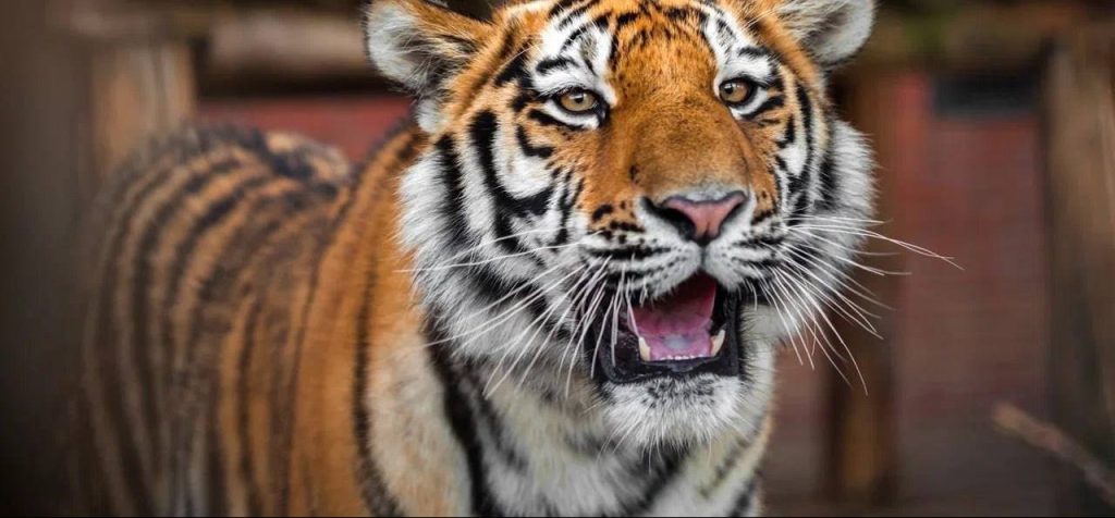 Амур в столице: москвичи выбрали имя для тигра в Московском зоопарке