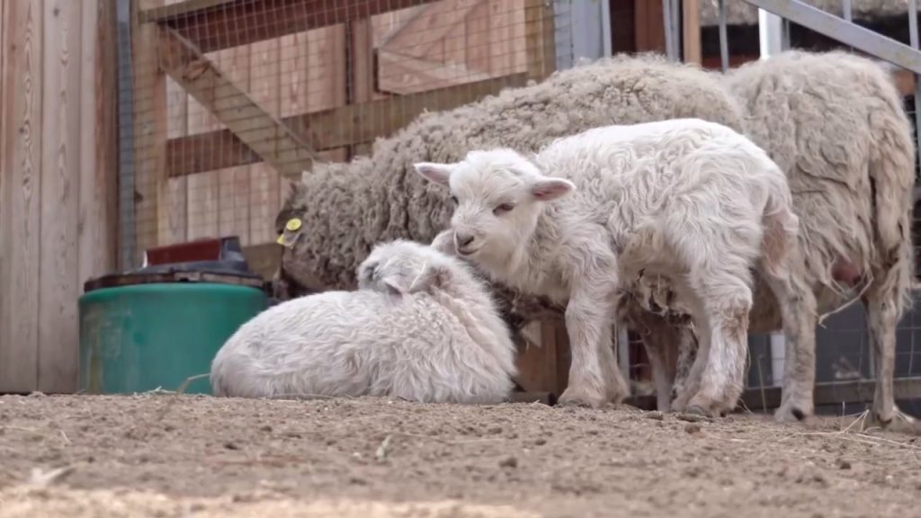 Пушистое пополнение: детеныш овцы появился на свет в Московском зоопарке