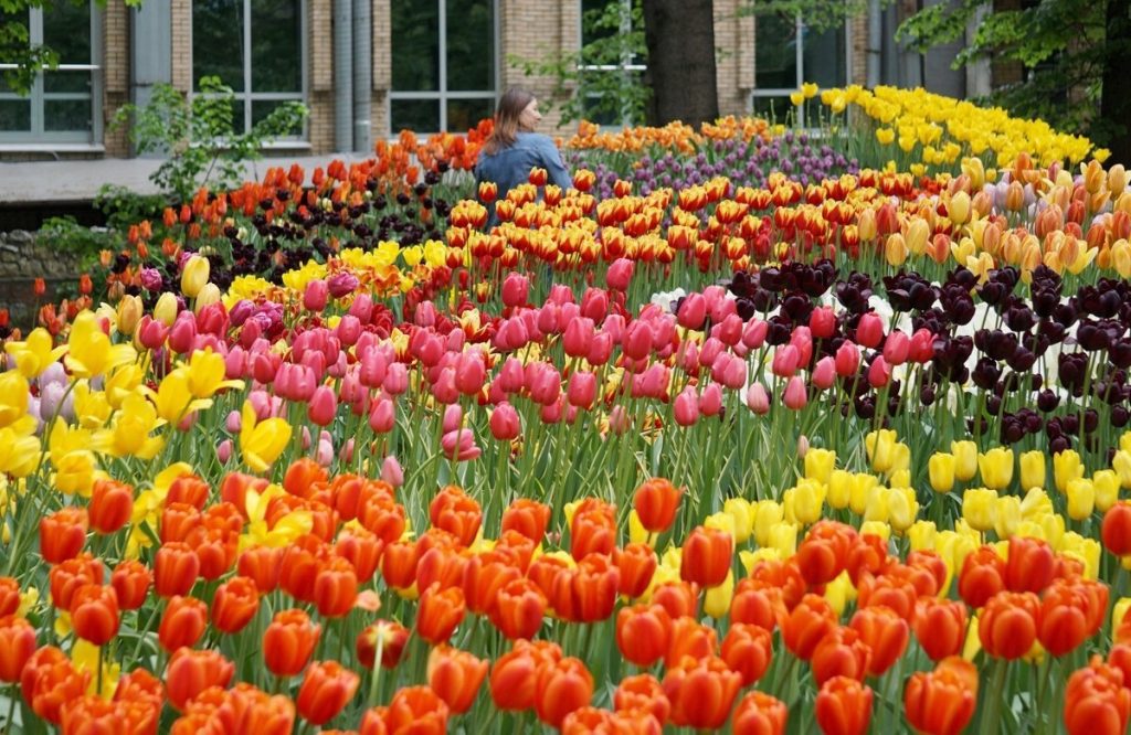 Ковер первоцветов и 100 тысяч тюльпанов: весенний фестиваль цветов стартует в «Аптекарском огороде»