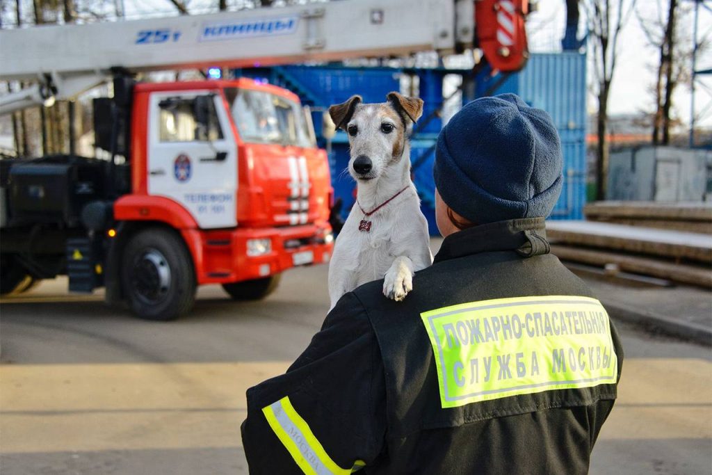 Показательные выступления собак-спасателей пройдут в Нагатинском Затоне