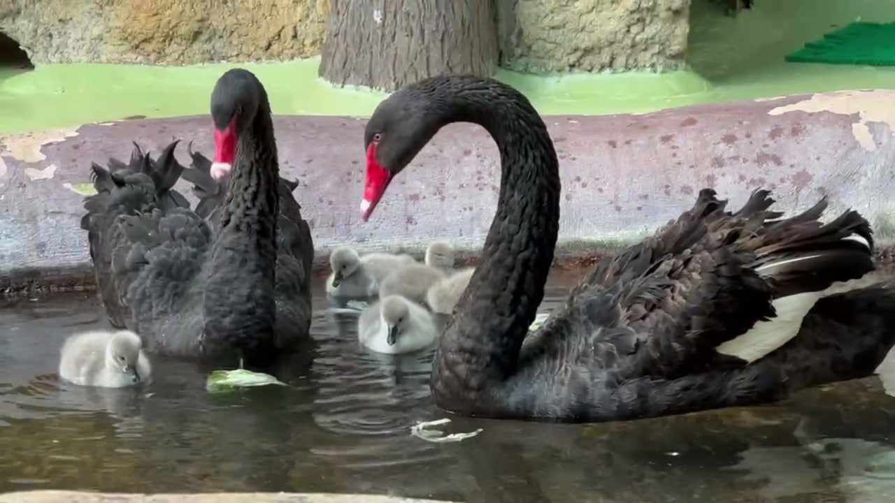 Черные лебеди в Московском зоопарке дают потомство каждый год. Фото: стоп-кадр из видео в Telegram-канале Московского зоопарка