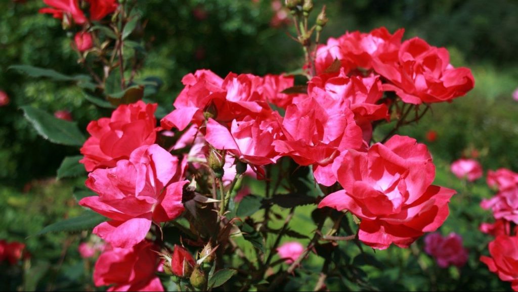 Праздник роз пройдет в Ботаническом саду МГУ