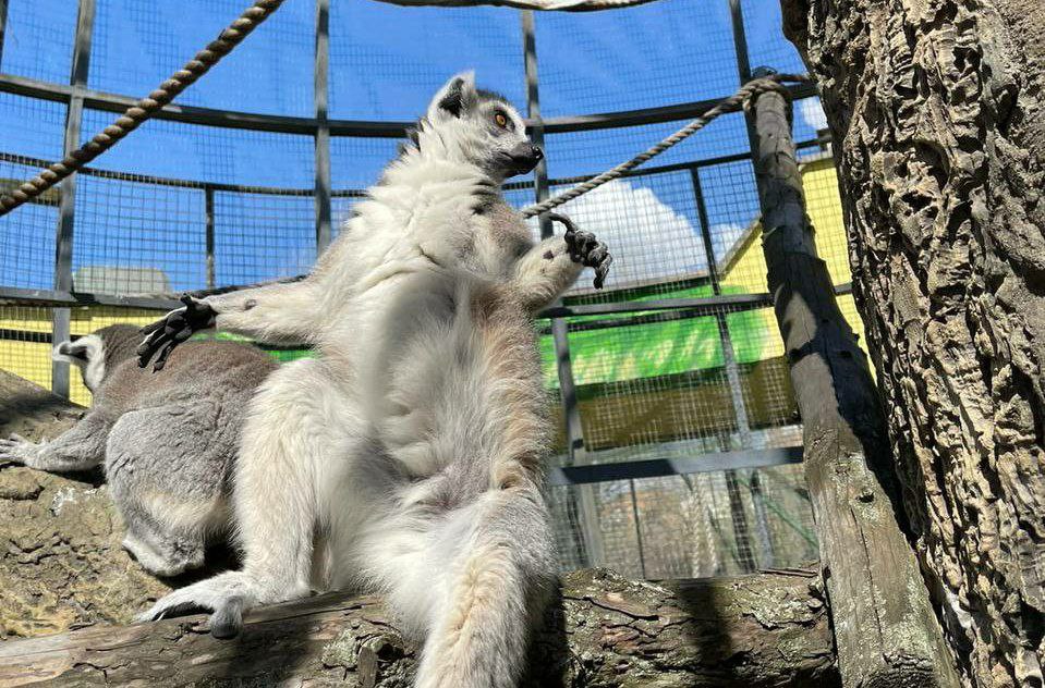 Кошачьи лемуры родили двоих детенышей в Московском зоопарке