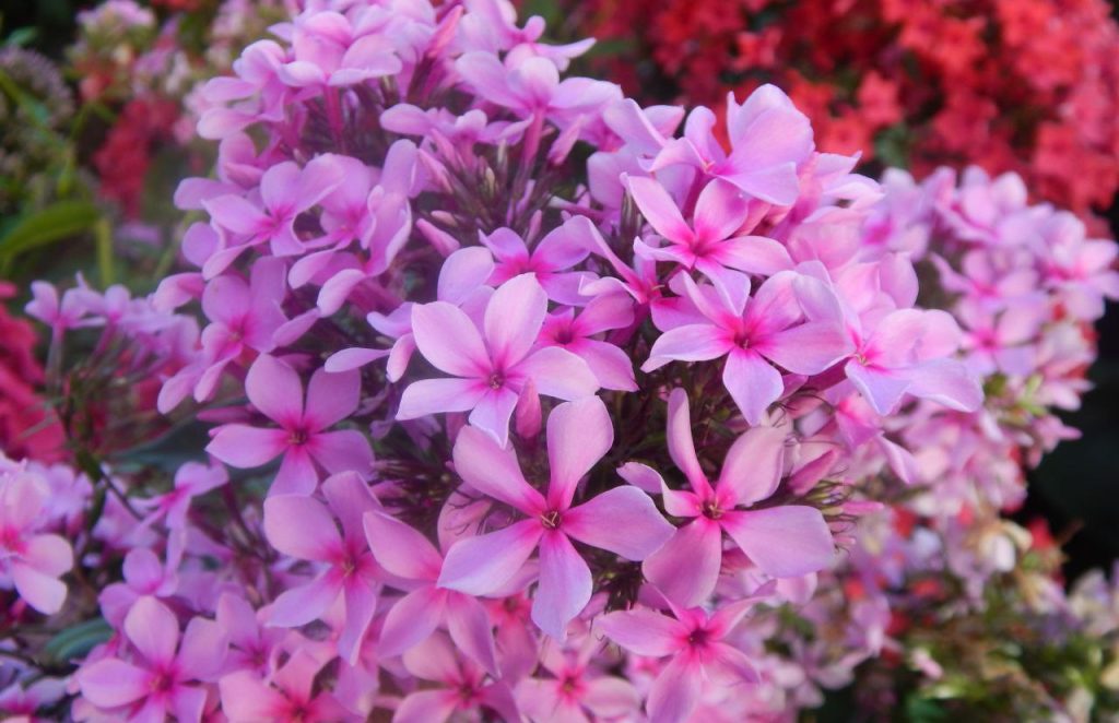 Ранние флоксы: выставка удивительных цветов откроется в Ботаническом саду МГУ