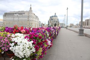 Москворецкий мост утопает в петуниях всех оттенков. Фото: Мария Хапцова, «Вечерняя Москва»