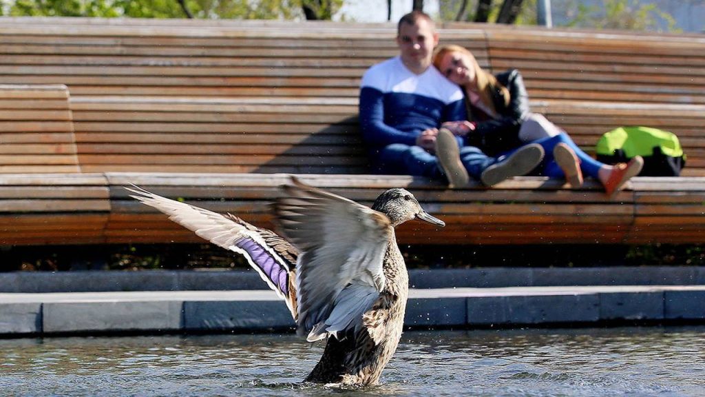На городских водоемах установят почти 200 плавучих домиков для уток