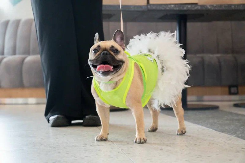 Pet-friendly инфраструктура развивается на ВДНХ