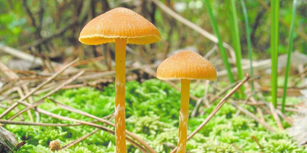 Биологи рассказали, какие грибы растут летом в лесах и парках столицы