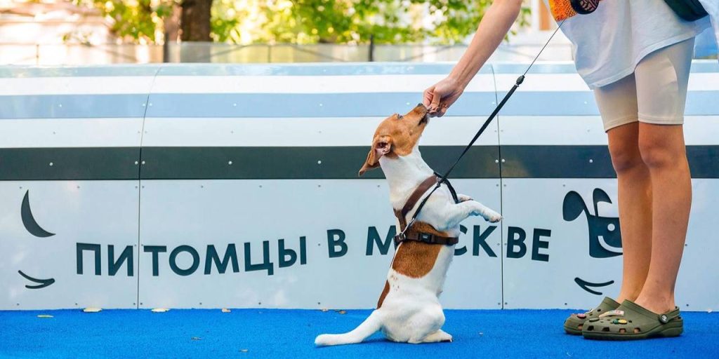 «Школа кинолога» открылась в столице