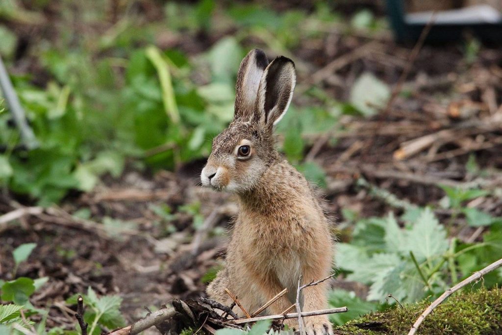 Москвичи могут встретить подросших зайчат на природных территориях города