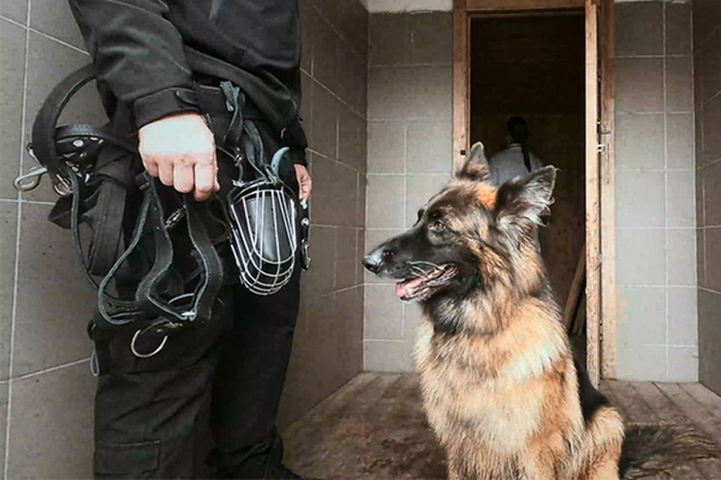 Столичные росгвардейцы проверили натренированность служебных собак