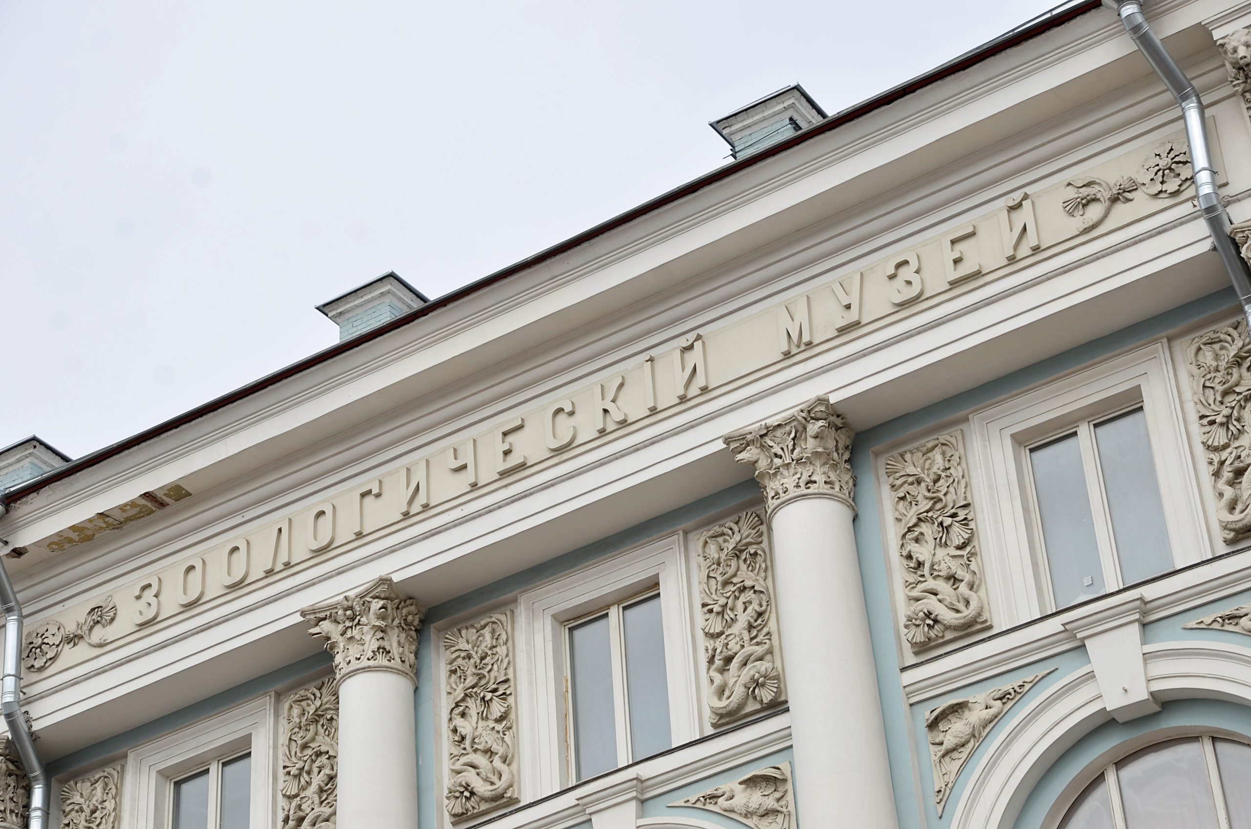 Фасады здания Зоологического музея МГУ отреставрируют до конца года. Фото: Анна Быкова, «Вечерняя Москва»