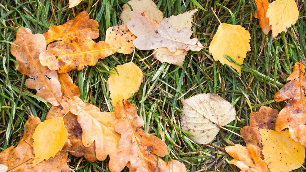 По осенней дорожке