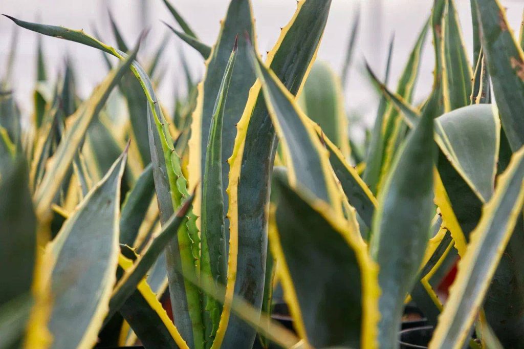 Экзотика в парках: различные виды растений и деревьев собраны в зеленых зонах города