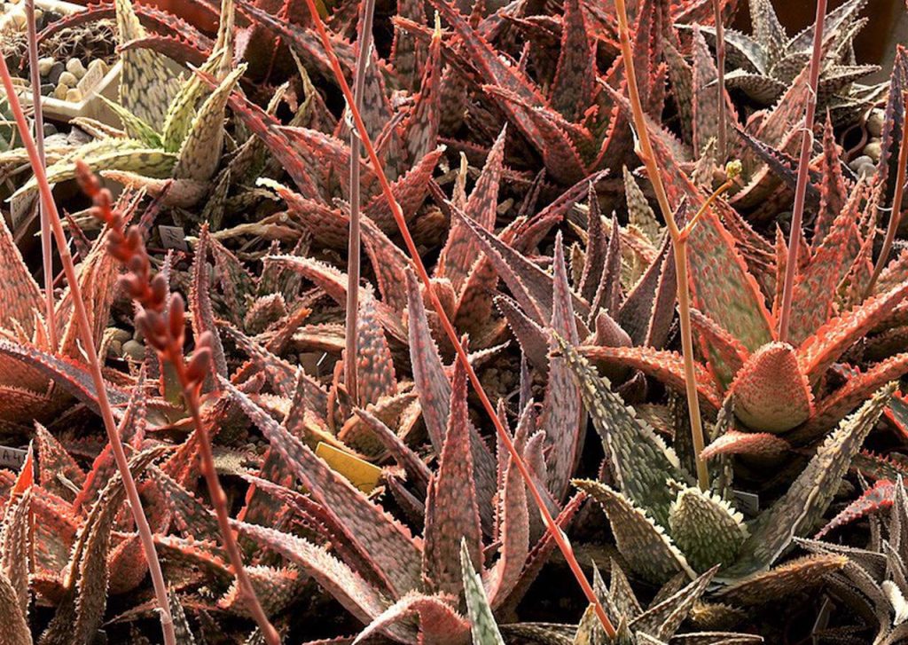 Ежегодная выставка кактусов пройдет в «Аптекарском огороде»