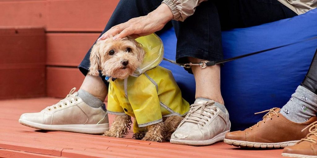 Балкон, лекарства и ядовитые цветы: как уберечь домашнее животное от неприятностей