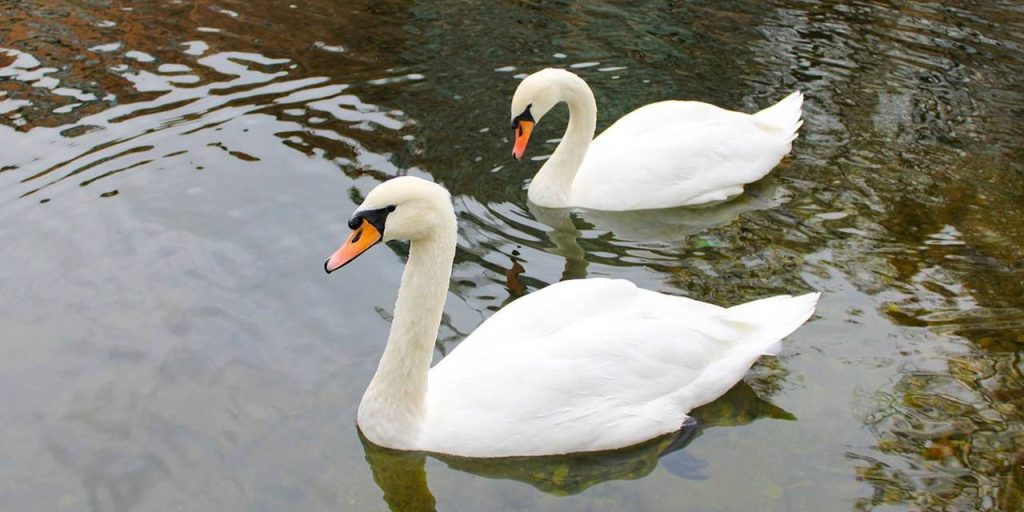 Зимовка в зоопарке: лебедей перевезли из парка «Усадьба Трубецких» в Московский зоопарк