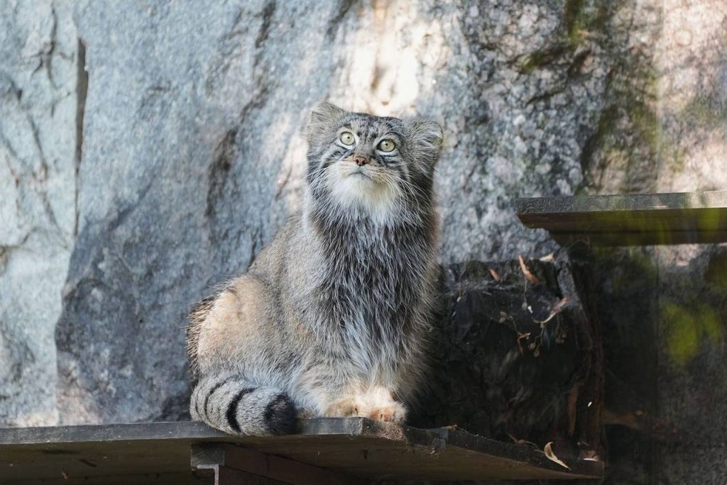 Викторина о мануле появилась в проекте онлайн-трансляций из Московского зоопарка