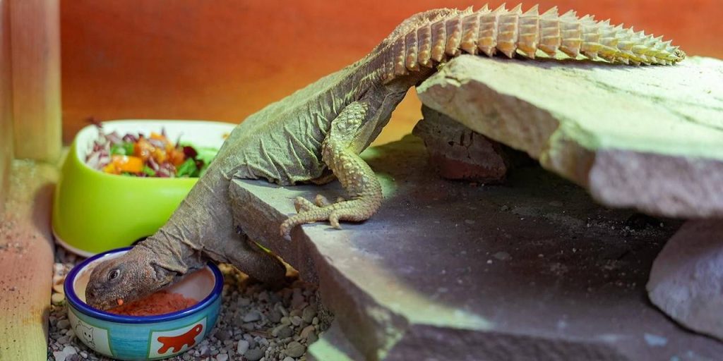 Африканские гости: в Московском зоопарке поселились египетские шипохвосты