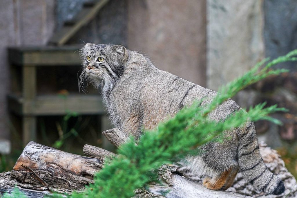 Онлайн-трансляции помогают изучать животных в Московском зоопарке