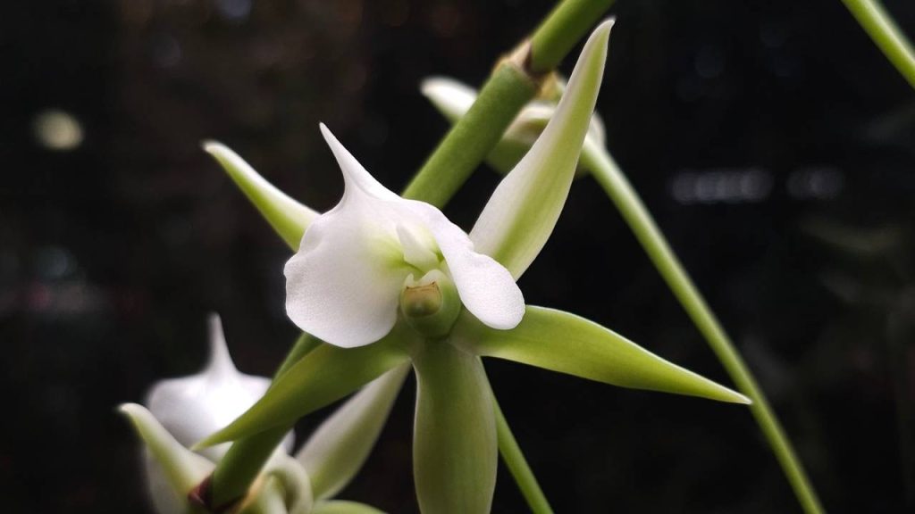 Редкая орхидея с Мадагаскара представлена в «Аптекарском огороде»