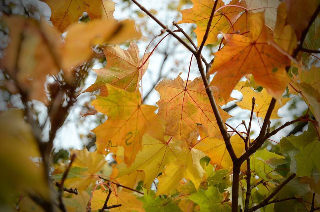 Тепло вернется в Москву в начале следующей недели – синоптик Позднякова